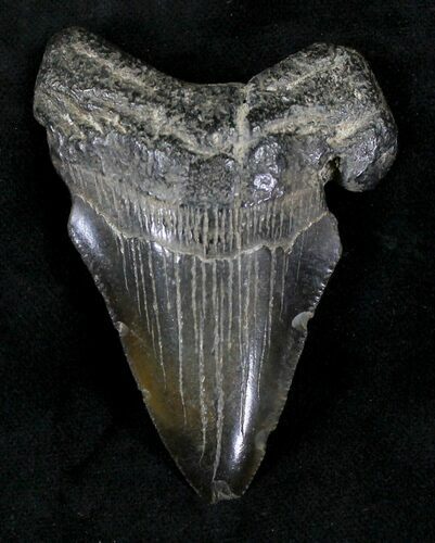 Bargain Megalodon Tooth - South Carolina #21242